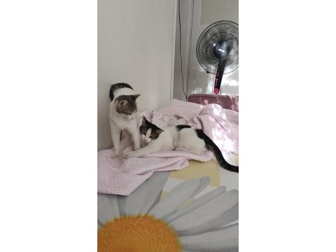 2 tane yavru kedi ücretsiz sahiplendirmek istiyorum