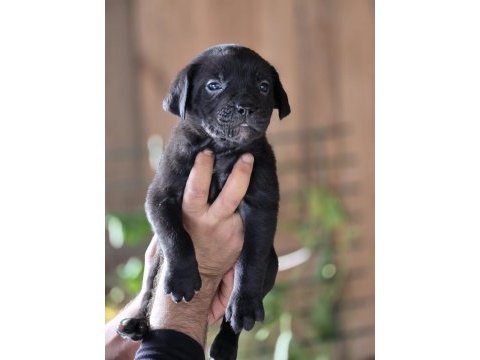 Cane corso yavruları