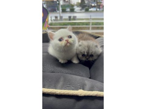 British long ve shorthair yavrular