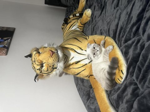 Tüm aşıları yapılmış 4 aylık scottish fold