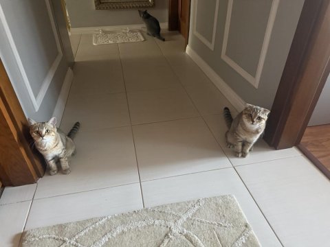British shorthair sağlıklı yavrular