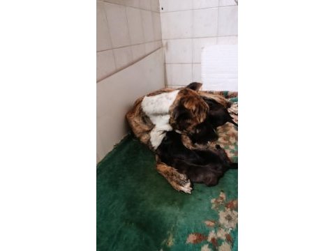 Safkan amerikan tiger presa canario