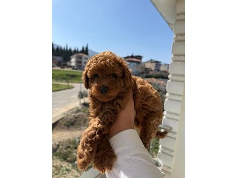 Toy poodle yavrularımız ömürlük aileleri bekliyor