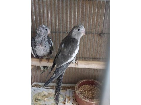 Yavru wf sultan papağanı