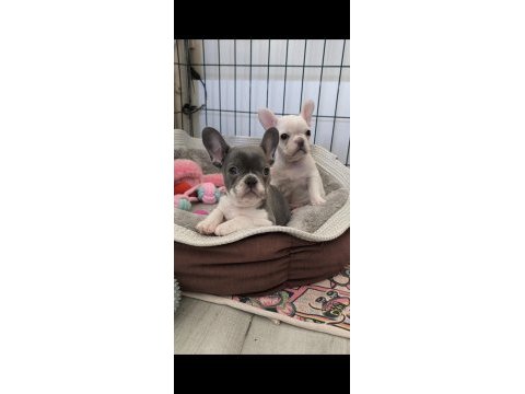 En nadirlerinden aşılı ped eğitimli prenses köpekler