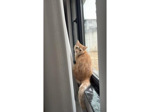 Kedimiz leoya yuva arıyoruz eşyaları yanında verilecektir