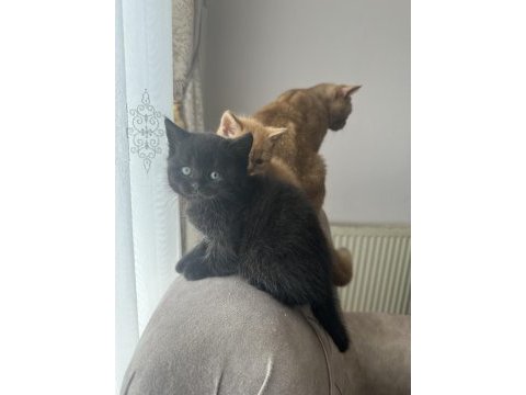 British shorthair