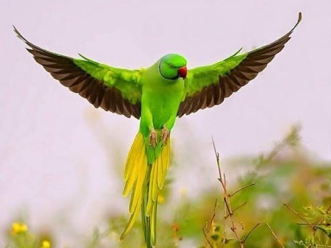 Pakistan papağanı yavrular