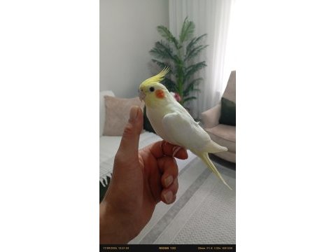 Uyguna yavru sultan papağanı