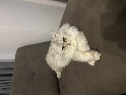 1 yaşında aslan chinchilla kedimiz
