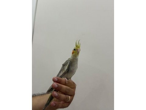 Yavru sultanlar yeni yuvalarını bekliyor