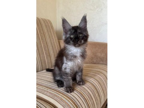 Dev black smoke erkek maine coon