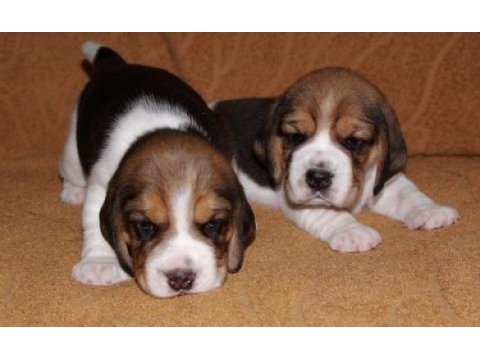 Sevimli elizabeth beagle yavrularımız