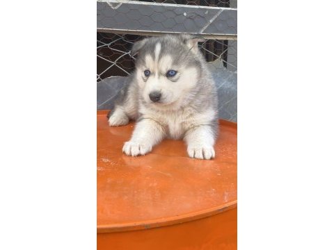 Safkan sibirya kurdu yavruları