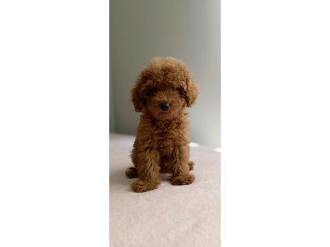 Kdf kayıtlı babadan ev doğumlu toy poodle