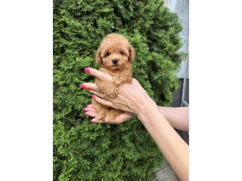 Korean maltipoo yavrularımız
