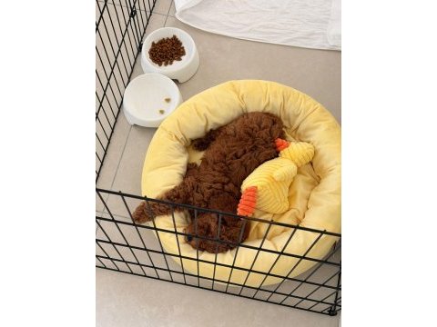 Toy poodle erkek 2 aylık