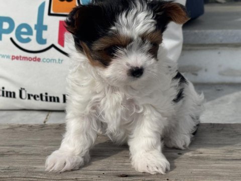 Ankarada yasal ruhsatlı çiftlikden morkie yavrumuz