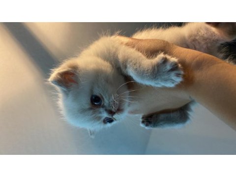 British 1 aylık kedi