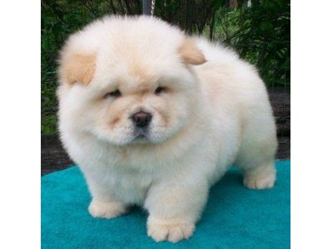 Chow chow - çin aslanı yavrularımız