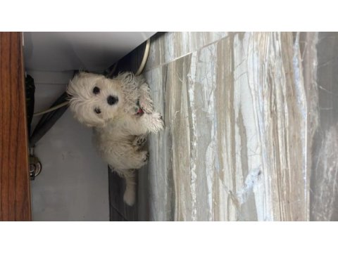 Maltese terrier