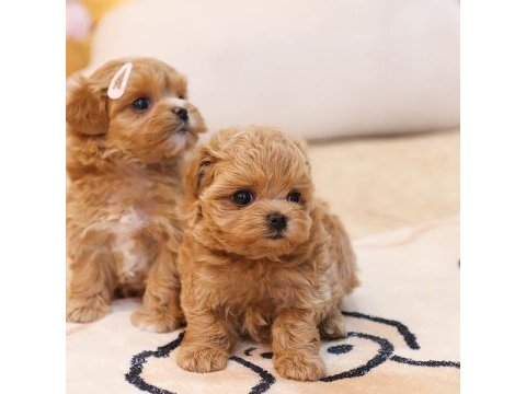 İstanbul kapıda ödemeli maltipoo bebeklerim