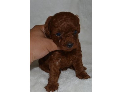 Tea cup dark red poodle yavrular