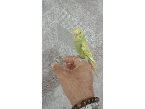 30 günlük muhabbet kuşu yavrum