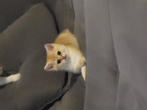 British golden kedimiz