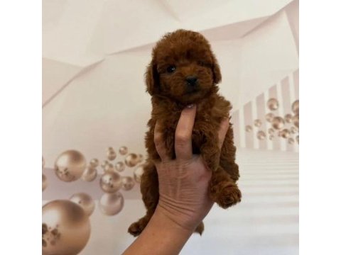 Çikolata toy poodle