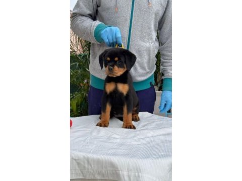 A şecere rottweiler bebekler