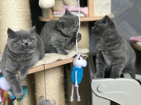 British shorthair yavruları