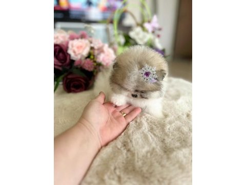 Efsane teacup sıfır burun dişi pomeranian boo