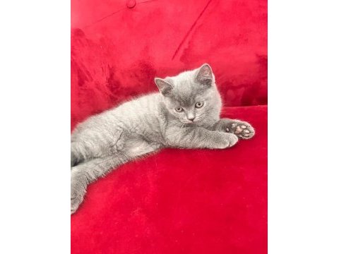 British shorthair