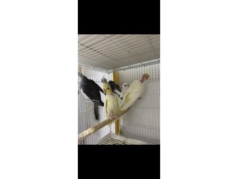 Uşak sultan papağanı