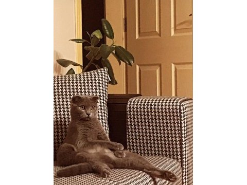 Safkan ırk uyumlu scottish fold dişi 2 yaşında