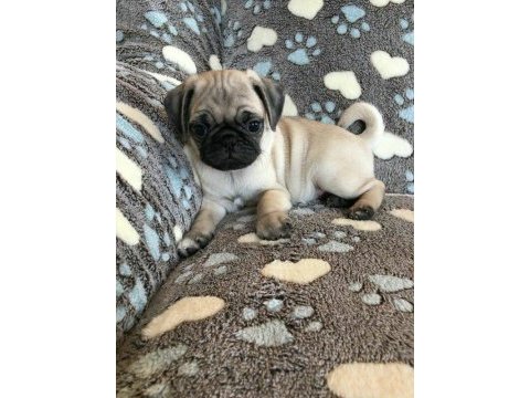 Pug yavrularımız ırk ve sağlık garantili