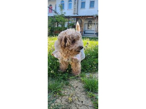Poodle aşıları bitmiş eğitimli