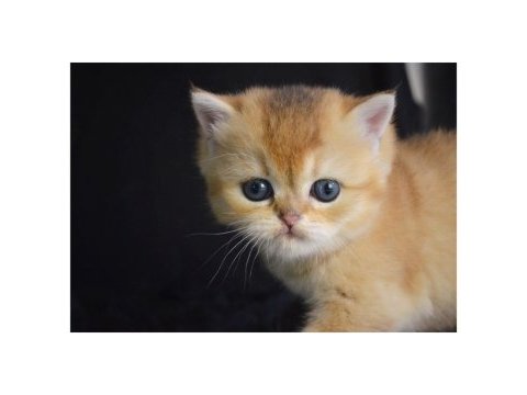 British shorthair golden yavrular