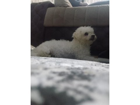 Maltipoo bebeklerimiz