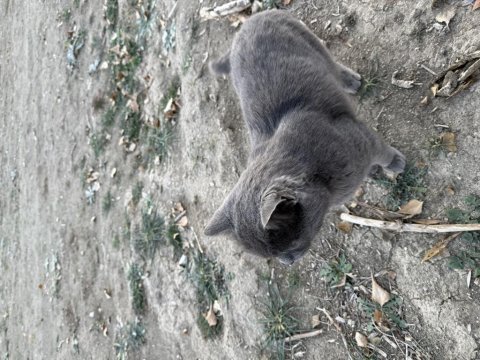 Ücretsiz sahiplendirme kedimiz