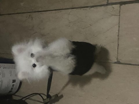 5 aylık pomeranian aşısı yapıldı kimliği var çiği takıldı