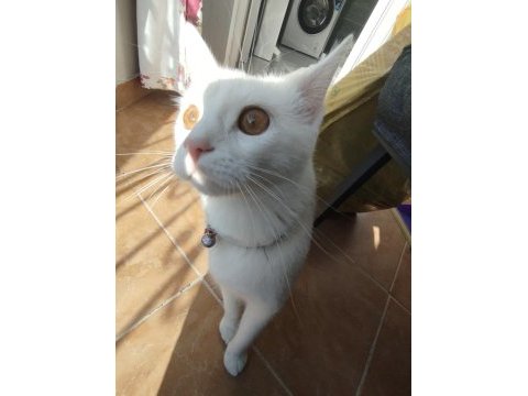 Terk edilmiş bembeyaz kedimiz yuva arıyor