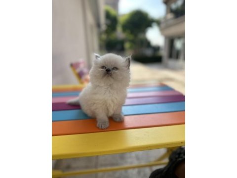 Top kafa british longhair blue point