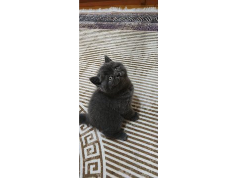 İpek tüy a kalite kediler