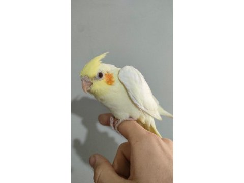 2 aylık sultan papağanı yavrusu