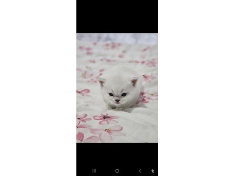 Safkan british shorthair kardeşler