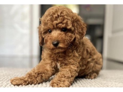 Toy poodle köpeği