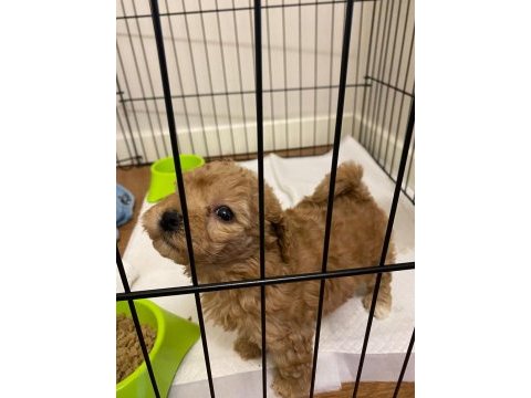 2 aylık köpeğim muffinim