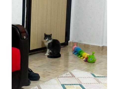 British shorthair kedimi çiftleştirmek istiyorum